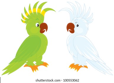 green and white cockatoos