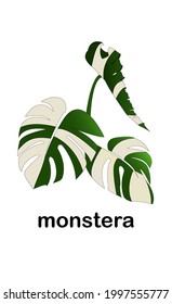Green and white spotted monstera leaves isolated on white