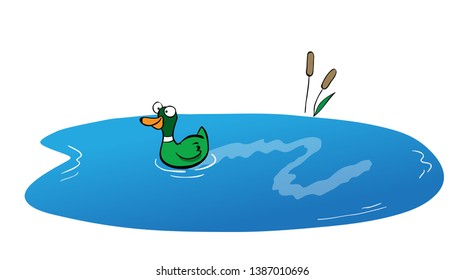 green wild duck swiming in a small lake