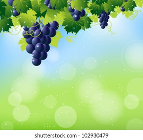green wine and bunch of blue grapes on summer abstract blur background