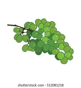 Green wine grape vector flat illustration on white background. Isolated flat illustration with green grape.