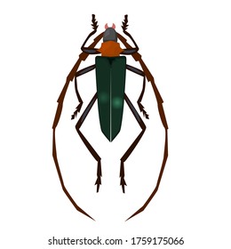 Green winged insect with long tentacles. Vector illustration isolated on a white background.