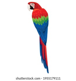 Green winged macaw or red green macaw, Ara chloropterus. Parrot, vector illustration, transparent background.