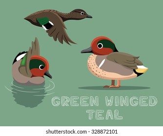 Green Winged Teal Cartoon Vector Illustration