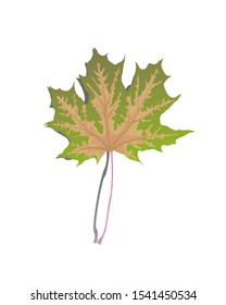 Green yellow autumn fallen maple leaf .