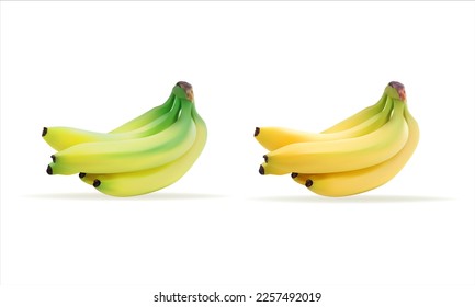 Green and Yellow Banana Realistic Vecteo Design