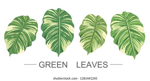 Green and yellow big leaves vector