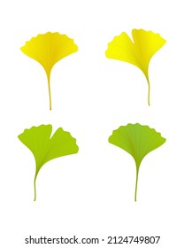 green and yellow ginkgo leaf with netted or venation drawing in vector