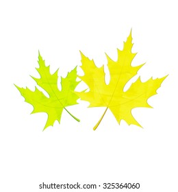 green and yellow maple leaves isolated on white background. vector 