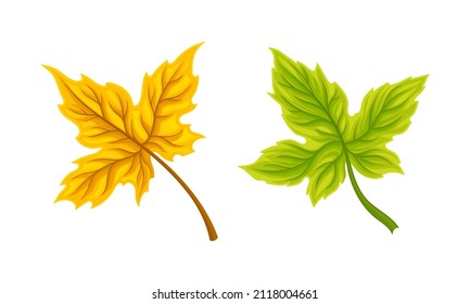 Green and yellow maple leaves set. Colorful autumn foliage vector illustration