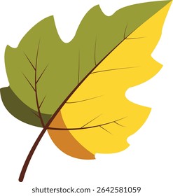 Green and yellow oak leaf vector with clear veins, suitable for autumn crafts, greeting cards, invitations, posters, botanical designs, and seasonal decorations.