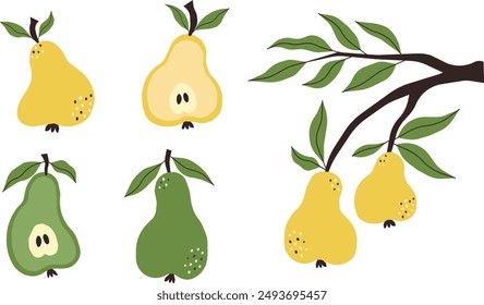 Green and yellow pears set of illustrations. Vector image of ripe fruits on white background. Pear whole and cut in half and branch of pears.