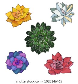 Green, yellow, red, blue and white colorful set of succulents, bouquet, echeveria vector illustration, botanical painting, design objects isolated and editable