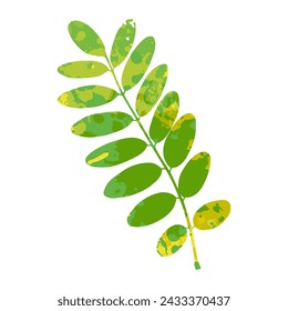 Green Yellow Tamarind Leaves Vector Illustration