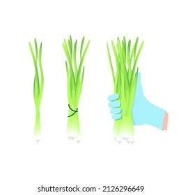 Green young onions separately in a bunch and in a hand