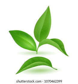 Green Young Tea Leaves. Tea. Juicy plant germ. Green Upper young leaves. stock vector. Set of images for design