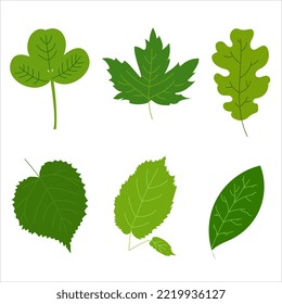 Green young tree leaves on a white background