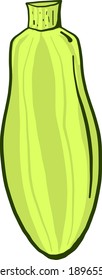 Green zucchini ,illustration, vector on white background