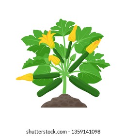 213 Squash blossom vector Images, Stock Photos & Vectors | Shutterstock