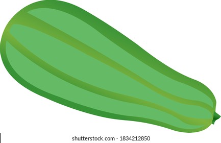 Green zucchini. Vector illustration isolated on white background.