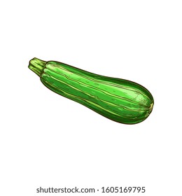 Green zucchini vegetable isolated sketch. Vector vegetarian food, striped squash or marrow with stem