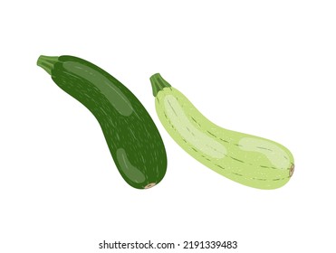 Green Zucchini and vegetable marrow, vector illustration isolated on white background