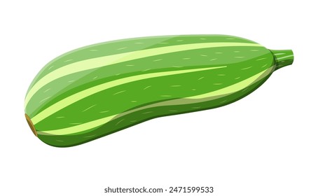 Green zucchini vegetable. Squash isolated on white. Fresh marrow or oblong, marrow courgette. Organic healthy food. Vegetarian nutrition. Vector illustration in flat style