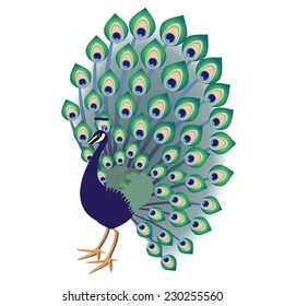 Green-blue decorative peacock on white background