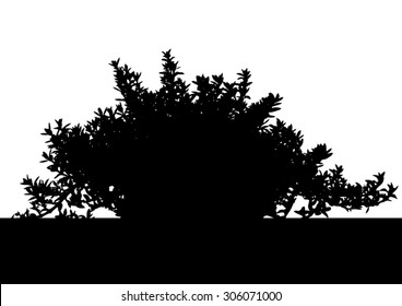 Greenboys hebe plant - bush black silhouette - vector