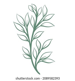 Greenery branch isolated vector illustration. Botanical natural twig with leaves. Simple leaf decoration hand drawn