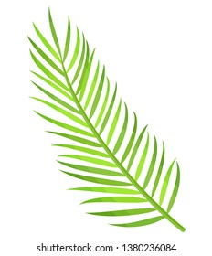 Greenery branch of palm tree isolated icon vector. Subtropical decoration, leaves botanical flora of exotic places. Flat style creative herbal decor
