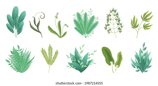 Grünflächen Zweige. Grüne, realistische Frühlingsgras. Blätter exotischer Pflanzen Sammlung tropischer abstrakter, isolierter Symbole. Verschiedene Muster von Naturrasenbuchsen