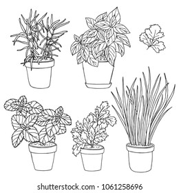 Greenery, cooking herbs vector set. Hand drawn basil, parsley, onion, oregano in pots isolated on white background. House plants vector illustration