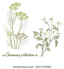 Verde herbs coleção de flor de Daisy e rendas da rainha Ann. Clipart aquarela