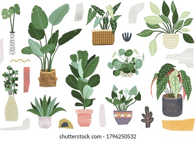 Greenery Indoor House Plant Collections