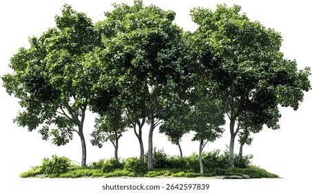 Greenery jungle, vector trees, nature landscape, cut out, tropical foliage, forest trees, lush environment, outdoor jungle, wild vegetation, exotic plants, green leaves, nature