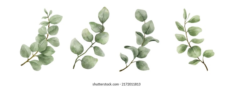 Greenery Leaves Eucalyptus Watercolor Hand Drawn. Set of green leaf in watercolor style isolated on white background. Decorative beauty elegant illustration collection for design