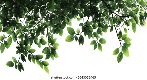 Greenery leaves tree branches vector foreground transparent, nature foliage, tropical branches, organic greenery, botanical tree, fresh leaves, green forest, transparent background