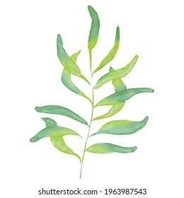 Greenery plant, exotic summer tropical leave isolated on white. Digital Watercolor hand drawn illustration banana leaf. Modern vector. For shop, stickers, postcard, fabric, t-shirt, posters, gifts