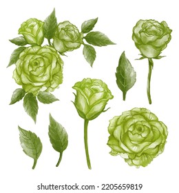 greenery rose set white isolated background