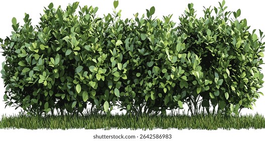 Greenery shrubs fence group cut out, natural plant background, vibrant bushes, isolated fence, green plants, outdoor greenery, garden design, fresh landscape, nature plants