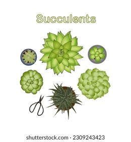 La vegetación y el elemento suculento, la decoración y el estilo esculpido a mano