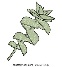 Greenery and succulent plant on white background. Hand drawn branch or twig, watercolour imitation, made of real plant. Succulent foliage for bouquet. Vector.