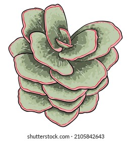 Greenery and succulent plant on white background. Hand drawn branch or twig, watercolour imitation, made of real plant. Succulent foliage for bouquet. Vector.