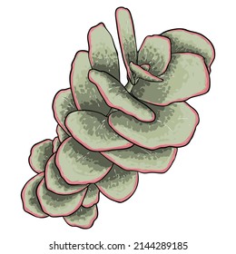 Greenery and succulent plant on white background. Hand drawn branch or twig, watercolour imitation, made of real plant. Succulent foliage for bouquet. Vector.