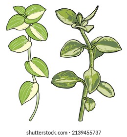 Greenery and succulent plant set on white background. Hand drawn branches or twigs, watercolour imitation, made of real plants. Succulents foliage for bouquets. Vector.