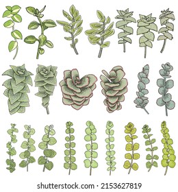 Greenery and succulent plant set on white background. Hand drawn branches or twigs, watercolour imitation, made of real plants. Succulent foliage for bouquets. Vector.