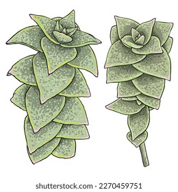 Greenery and succulent plant set on white background. Hand drawn branches or twigs, watercolour imitation, made of real plants. Succulents foliage for bouquets. Vector.