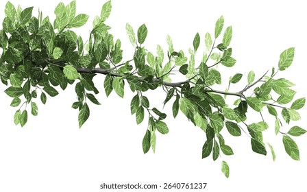 Greenery tree branch isolated composition foliage, vector, natural leaf design, plant illustration, transparent background, nature greenery, fresh leaves, foliage art, botanical vector