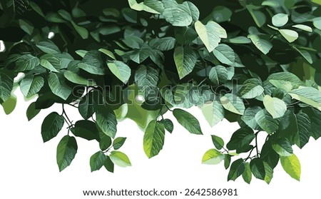 Greenery tree branches, large foliage leaves, forestry branches, nature leaves, tree foliage, vibrant greenery, fresh branches, forest tree leaves, lush foliage, outdoor greenery